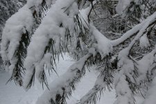 DSC_1502.JPG.jpg