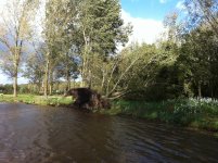 Gesneuvelde boom Nieuw Weerdinge 7 small.jpg