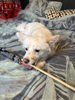 IMG_1247.jpeg