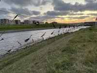 IMG_0931.jpeg