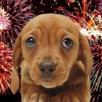 hond.jpg hond.jpg