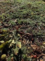 IMG_1052.jpeg