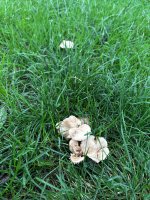 IMG_1195.jpeg