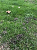 IMG_1194.jpeg