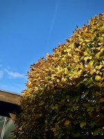 IMG_1170.JPEG