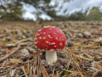 afbeelding_2025-10-13_205457552.png