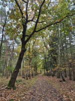 afbeelding_2025-10-13_205518382.png