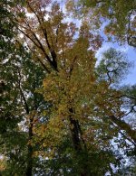 IMG_6415.jpeg