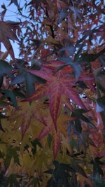 IMG-20251018-WA0011.jpeg