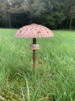 IMG_2481.jpeg