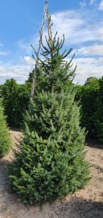 picea omorika.jpg