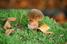 2024-11-05 - Floris de Groot.jpg