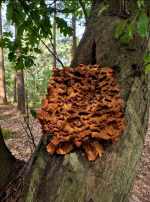 afbeelding_2026-10-04_182028768.png