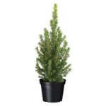 picea conica.jpg