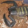 eumetazoa