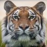 Tiger58